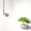 Suspended spotlight illuminating a Bonsai Tree