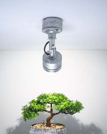 Flat Top Pancake Floodlight RD. Industrial Style spotlight, ceiling mounted illuminating a bonsai tree